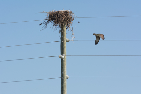 Close Up of Hawk Living in a Nest Built on the Top of an Electricity Pole on Clear Sky Backgroundの写真素材