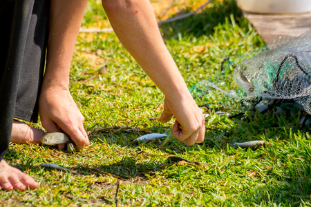 Hands which Collect Small Fish Captured by a Fishnet on Blur Backgroundの写真素材