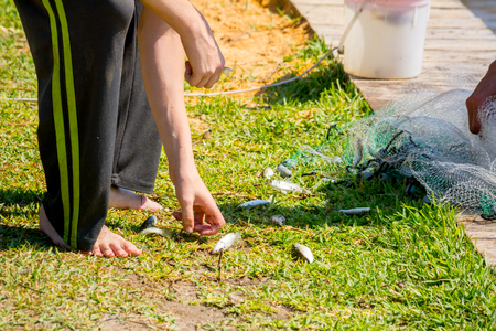 Hands which Collect Small Fish Captured by a Fishnet on Blur Backgroundの写真素材