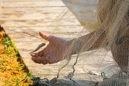 Hands which Collect Small Fish Captured by a Fishnet on Blur Backgroundの写真素材