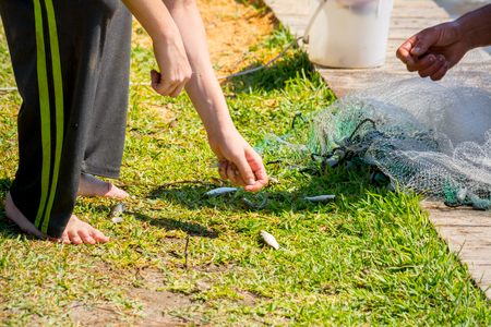 Hands which Collect Small Fish Captured by a Fishnet on Blur Backgroundの写真素材