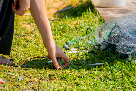 Hands which Collect Small Fish Captured by a Fishnet on Blur Backgroundの写真素材