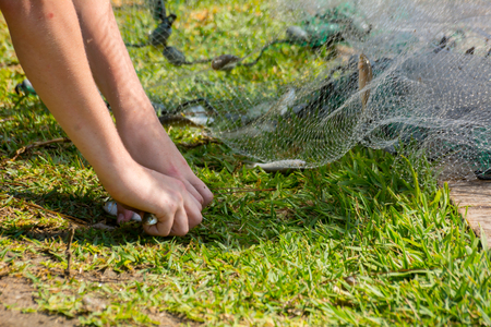Hands which Collect Small Fish Captured by a Fishnet on Blur Backgroundの写真素材