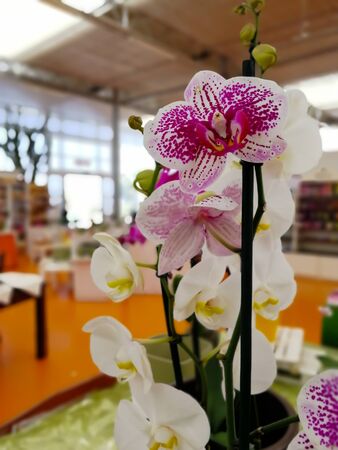 Close Up of Flowers at the Italian Flowers Shop on Blur Backgroundの写真素材