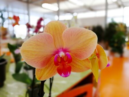 Close Up of Flowers at the Italian Flowers Shop on Blur Backgroundの写真素材