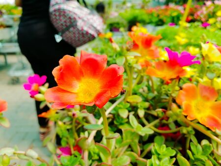Close Up of Flowers at the Italian Flowers Shop on Blur Backgroundの写真素材