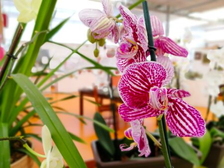 Close Up of Flowers at the Italian Flowers Shop on Blur Backgroundの写真素材