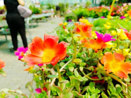 Close Up of Flowers at the Italian Flowers Shop on Blur Backgroundの写真素材