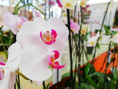 Close Up of Flowers at the Italian Flowers Shop on Blur Backgroundの写真素材