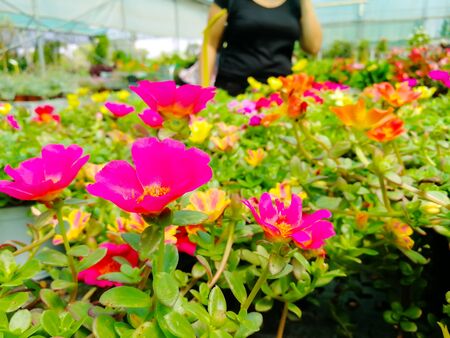 Close Up of Flowers at the Italian Flowers Shop on Blur Backgroundの写真素材