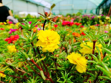 Close Up of Flowers at the Italian Flowers Shop on Blur Backgroundの写真素材