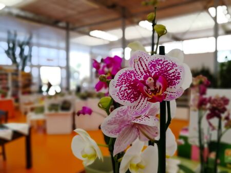 Close Up of Flowers at the Italian Flowers Shop on Blur Backgroundの写真素材