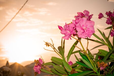 Close Up of Oleander Flowers at Sunset on Partially Cloudy Backgroundの写真素材