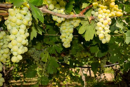 Horizontal View of Close Up of Plantation of White Table Grapes at Midday in August in Italy on Blur Backgroundの写真素材