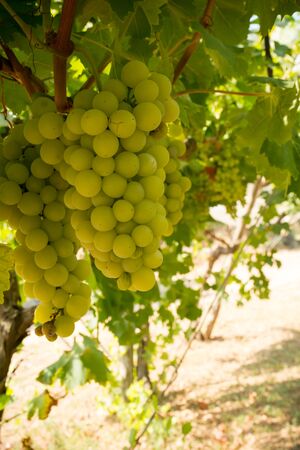 Vertical View of Close Up of Plantation of White Table Grapes at Midday in August in Italy on Blur Backgroundの写真素材