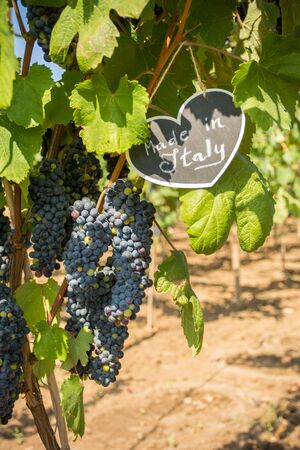 Vertical View of Close Up of Blackboard with the sentence Made in Italy in Blurred Plantation of Black Wine Grapes at Midday in August in Italy on Blur Backgroundの写真素材
