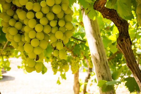 Horizontal View of Close Up of Plantation of White Table Grapes at Midday in August in Italy on Blur Backgroundの写真素材
