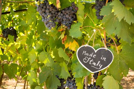 Horizontal View of Close Up of Blackboard with the sentence Made in Italy in Blurred Plantation of Black Wine Grapes at Midday in August in Italy on Blur Backgroundの写真素材