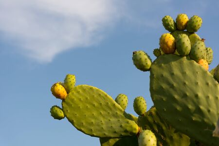 Horizontal Shot of Indian Figs also Known as Ficus Indica in Italy on Blur Backgroundの写真素材