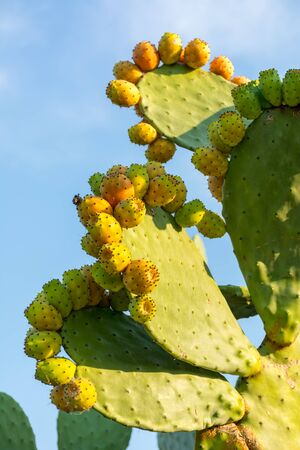 Vertical Shot of Indian Figs also Known as Ficus Indica in Italy on Blur Backgroundの写真素材