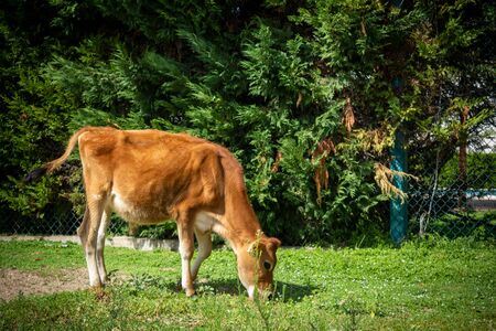A Brown Young Calf Grazing in a Farm Garden On Blurred Backgroundの写真素材