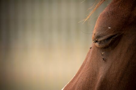 Close Up of Closed Eye of a Brown Horse Disturbed by Flies on Blurred Background.