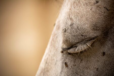 Close Up of Closed Eye of a White Horse Disturbed by Flies on Blurred Background.の写真素材