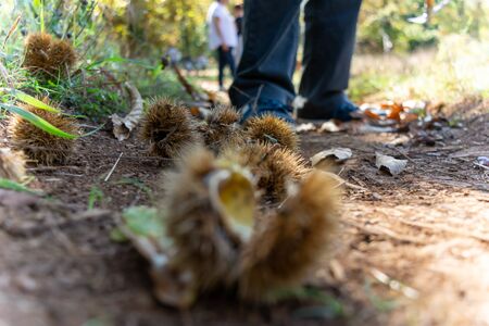 Chestnut Hedgehog on the Ground fallen by the Tree on Blur Backgroundの写真素材