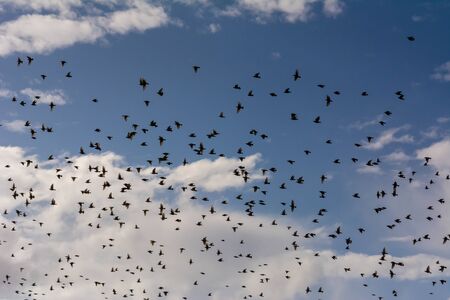 Flosk of Starling in November in Italian Countryside on Cloudy sky Backgroundの写真素材