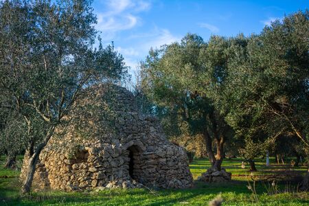 Olive Tree Plantation in Italian Countryside in Winter at sunriseの写真素材