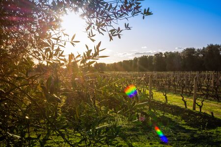 Olive Tree Plantation in Italian Countryside in Winter at sunriseの写真素材