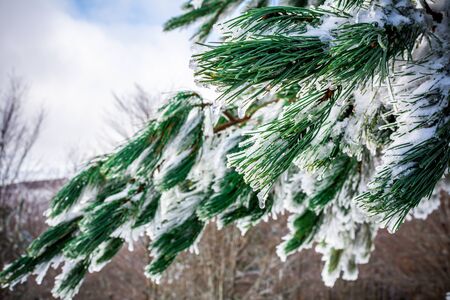 Branches of Pine Tree Covered by the Snow on Blurred Background. Monte Sila, Basilicata, south of Italy in Winterの写真素材