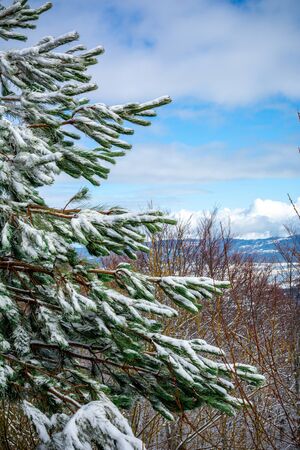 Branches of Pine Tree Covered by the Snow on Blurred Background. Monte Sila, Basilicata, south of Italy in Winterの写真素材