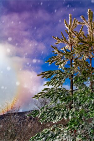 Panoramic View of Mountains and Trees Covered by the Snow in Winter at Colored Sunrise. Blurred and coloured sunrays in the mountainsの写真素材