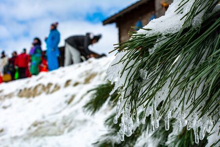 Close Up of the Branches of Pine Trees Covered by the Snow in Winter on Blurred People Background....