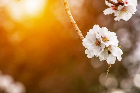 Spring Background with White Almond Flowers. Beautiful Natural Scene with Flowered Tree and Blurred...