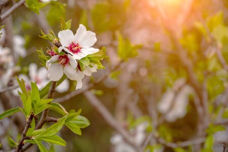 Spring Background with White Almond Flowers. Beautiful Natural Scene with Flowered Tree and Blurred Sunlight. Close Up of Almond Flowers on Blurred Background at Sunset or Sunriseの写真素材