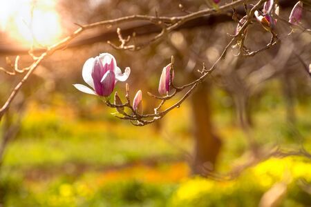 Close Up of Magnolia Flower with Orange Flare on Blurred Background. Perfect Spring Concept...