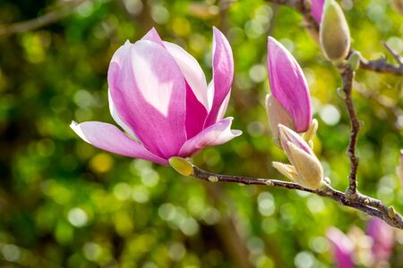 Close Up of Magnolia Flower with Orange Flare on Blurred Background. Perfect Spring Concept Backgroundの写真素材