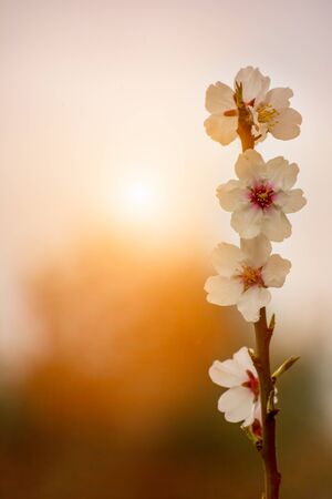 Spring Background with White Almond Flowers. Beautiful Natural Scene with Flowered Tree and Blurred Sunlight. Close Up of Almond Flowers on Blurred Background at Sunset or Sunriseの写真素材