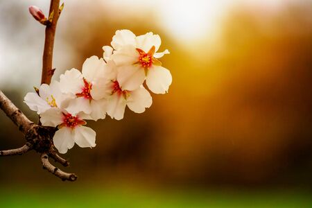 Spring Background with White Almond Flowers. Beautiful Natural Scene with Flowered Tree and Blurred Sunlight. Close Up of Almond Flowers on Blurred Background at Sunset or Sunriseの写真素材