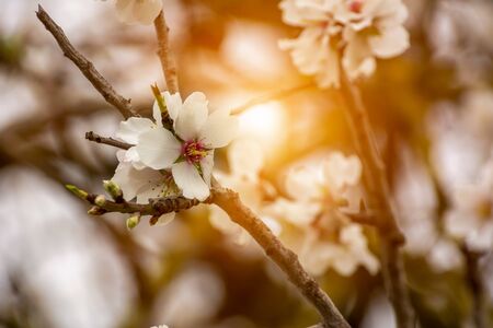 Spring Background with White Almond Flowers. Beautiful Natural Scene with Flowered Tree and Blurred Sunlight. Close Up of Almond Flowers on Blurred Background at Sunset or Sunriseの写真素材