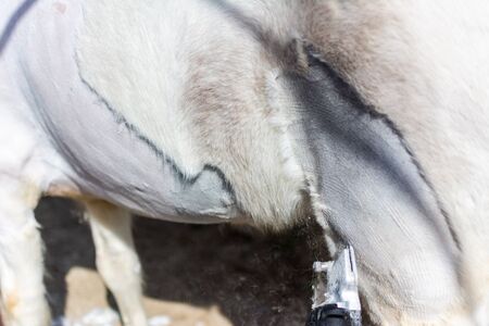 Man shearing a white horse by a professional clipper. Farm activities in spring for horse's health careの写真素材