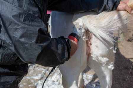 Man shearing a white horse by a professional clipper. Farm activities in spring for horse's health careの写真素材