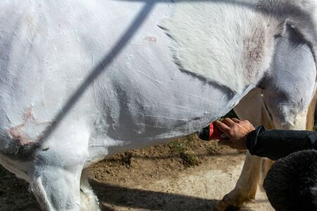 Man shearing a white horse by a professional clipper. Farm activities in spring for horse's health careの写真素材