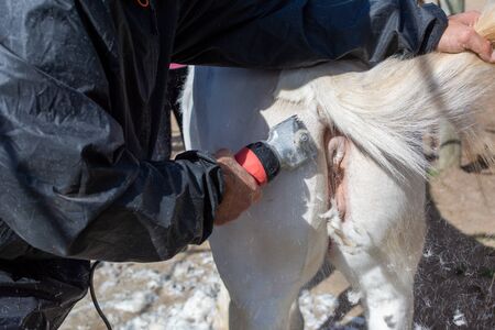 Man shearing a white horse by a professional clipper. Farm activities in spring for horse's health careの写真素材