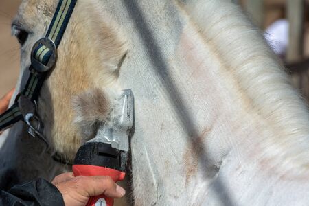 Man shearing a white horse by a professional clipper. Farm activities in spring for horse's health careの写真素材
