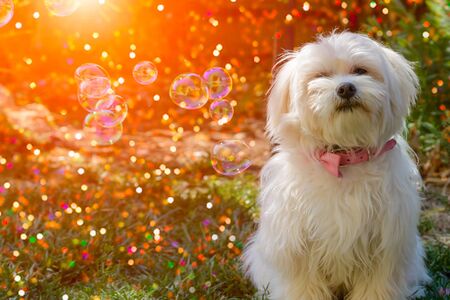 Small Maltese Puppy dog among Soap Bubbles in the Garden on Blurred Sun Flare and Glittered Background. Concept of Friendship between Dog and Humans. Concept of Friendship between Dog and Humans. Lovely Pet in the Gardenの写真素材