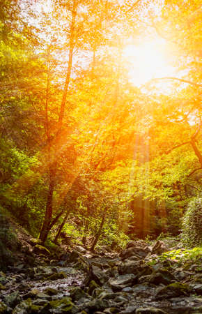 Vertiical View of a River in a forest with lens flare in a hot summer day on blurred background. Mystical atmofphereの写真素材