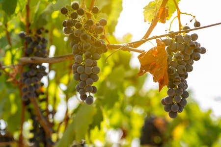 Horizontal View of Black or Red Grapes Plantation with Sun Flare on Blurred Background in Summerの写真素材